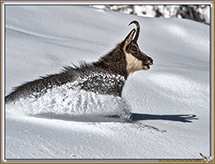Rut du Chamois